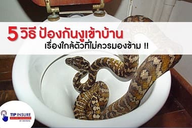 5 วิธีป้องกันงูเข้าบ้านคุณ เรื่องใกล้ตัวที่ไม่ควรมองข้าม