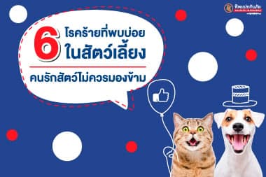 6 โรคร้ายที่พบบ่อยในสัตว์เลี้ยง คนรักสัตว์ไม่ควรมองข้าม
