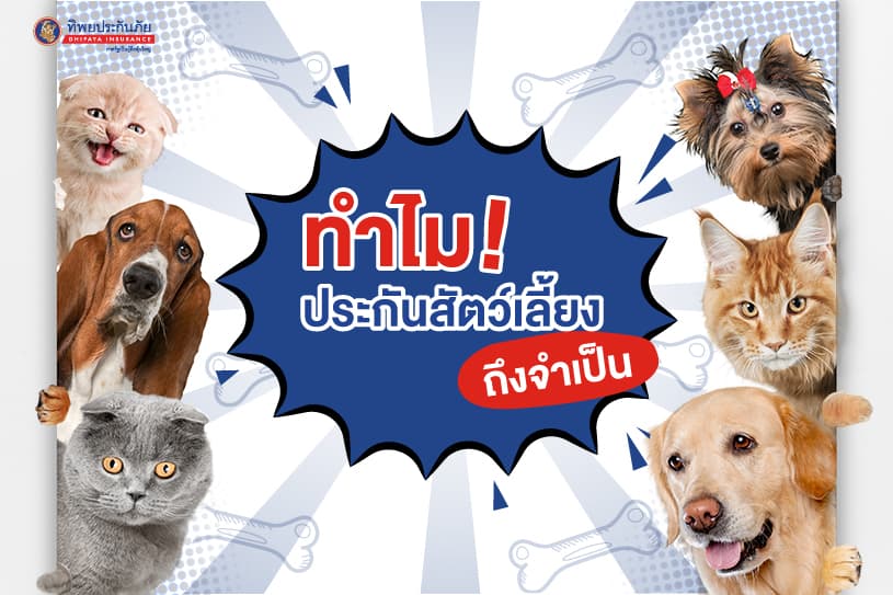 ทำไมประกันสัตว์เลี้ยงถึงจำเป็น
